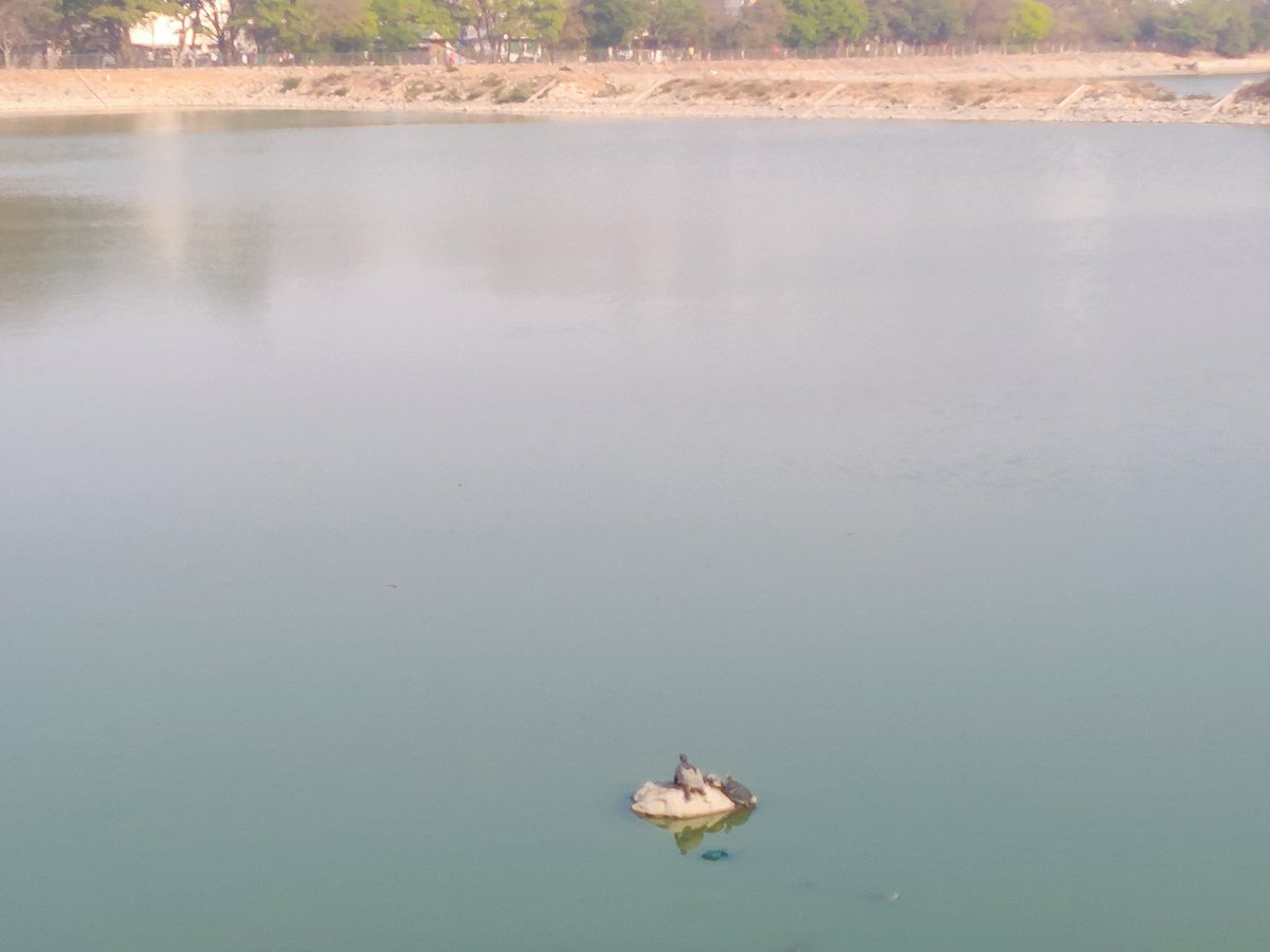 itsarun87's tweet photo. Spotted turtles in #horamavuagara lake, good to see. @VoiceOfHoramavu @HennurBlr #bengaluru #lakes https://t.co/z6vL6qzK1c