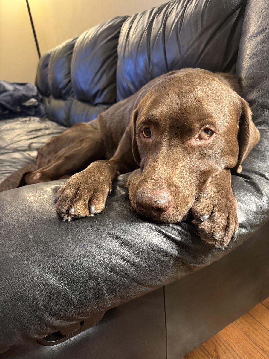 CellySalt's tweet photo. @Panger40 @Panger40 Bruce in MI says hi to your Bruce. 🐶 https://t.co/pbykkCyMFz