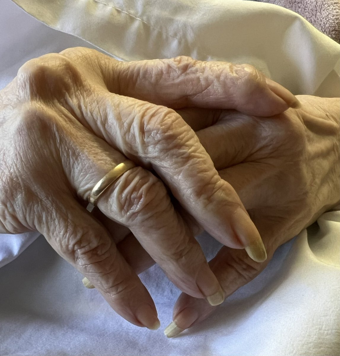 Ellen Sorokin Hayes tweet media