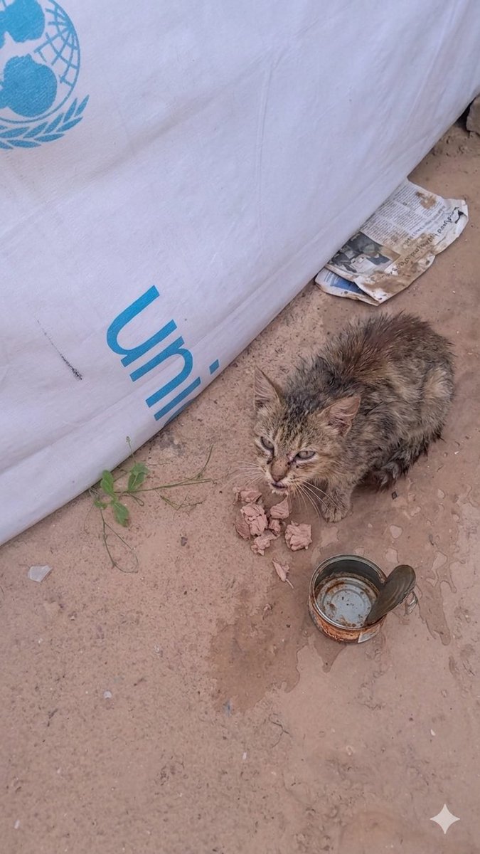 Saja 🍉 tweet media