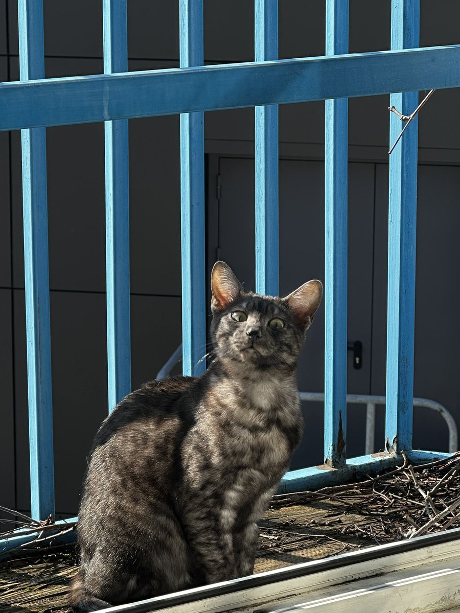 Vvredina tweet media