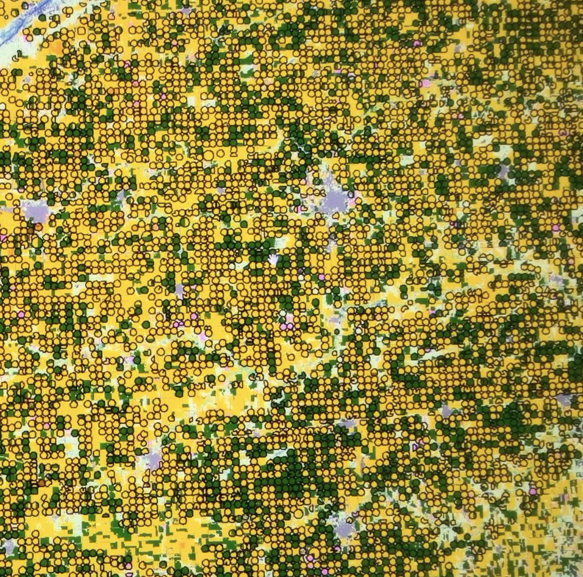 Vida no Campo tweet media