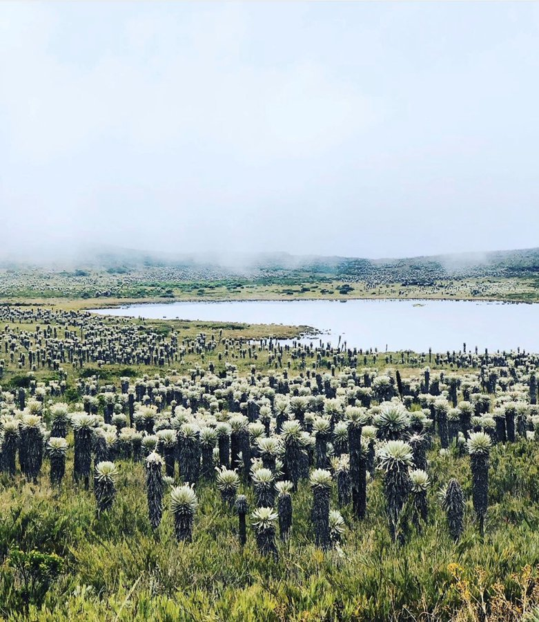 La laguna de pantano grande o también llamada Pantano Colorado en Pesca - Boyacá.   #ColombiaMagnífica Foto de

<a href="/giovanyviasus/">Giovany Viasus 🌎</a>