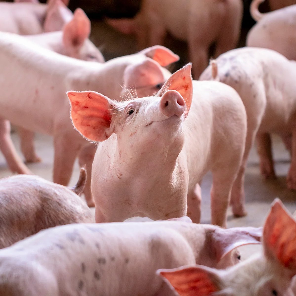 Neural Space tweet media