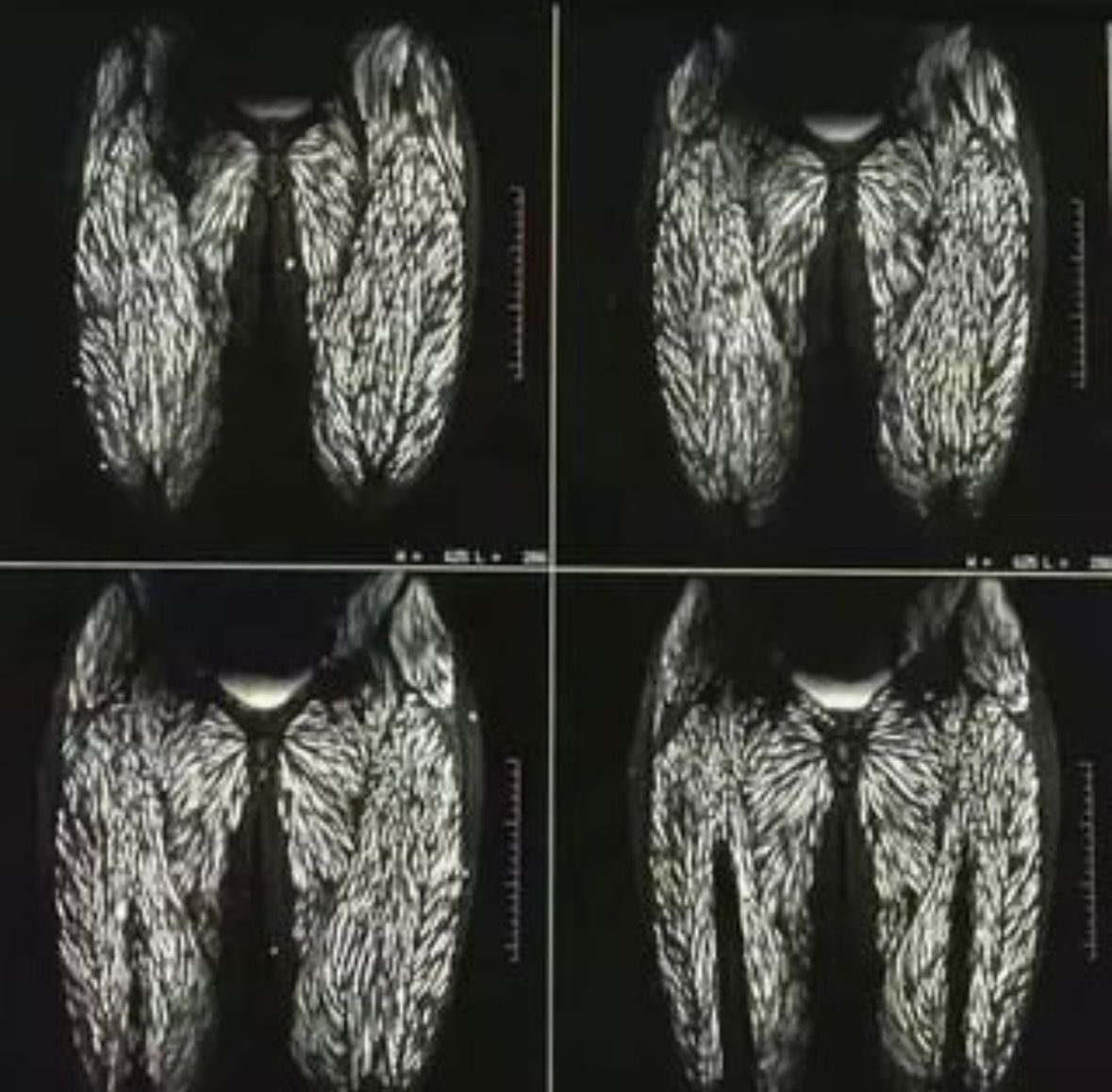 Neural Space tweet media