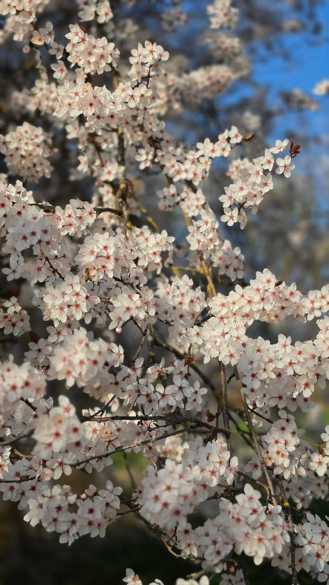 𝕯𝖊𝖗 𝕶𝖆𝖙𝖊𝖗 tweet media