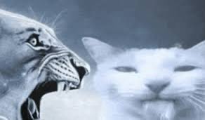 D-rex (aka DIHH-rex) tweet media