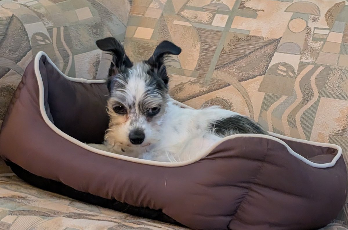 Canis🐾Agitatus tweet media