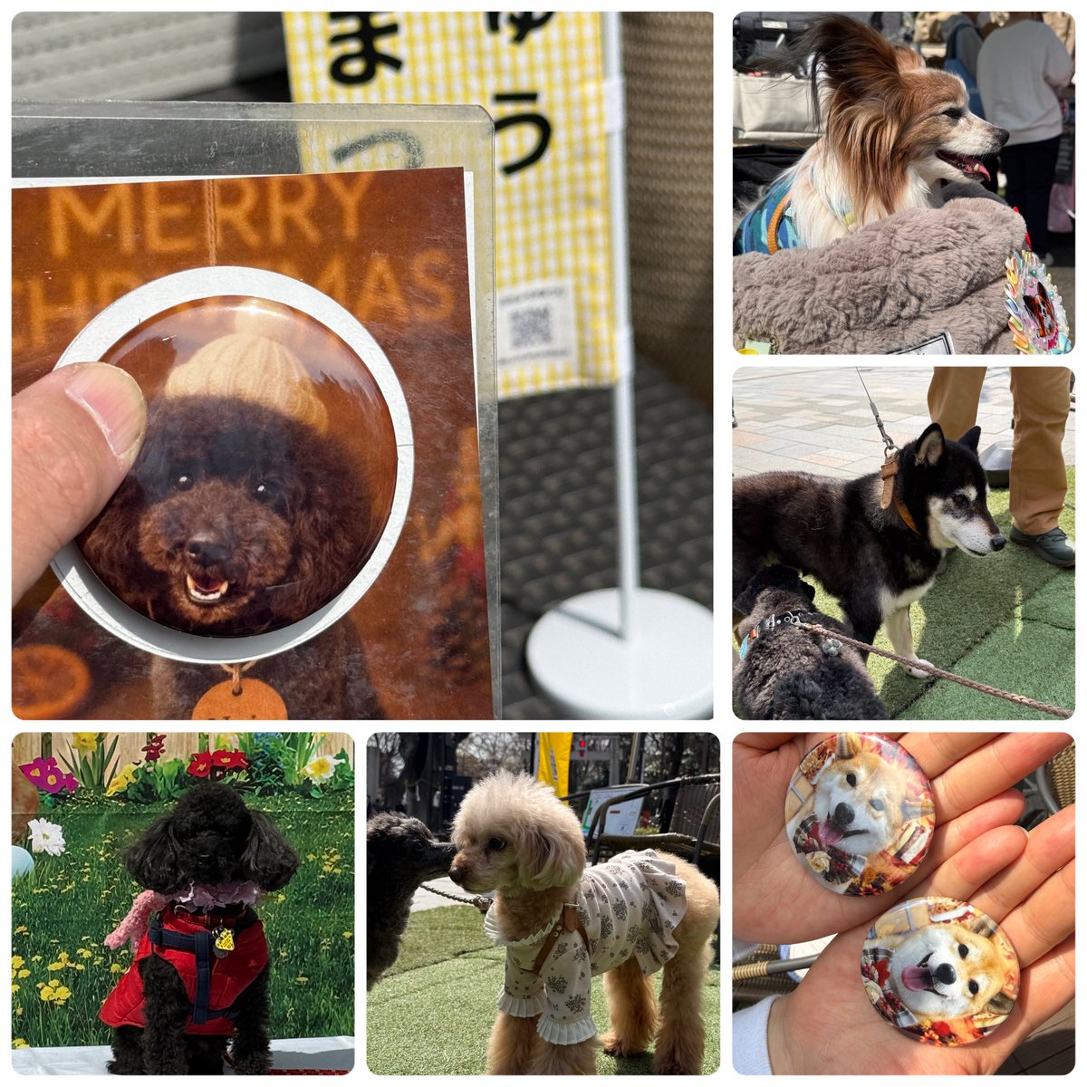 FuchuTerrace's tweet photo. 沢山のワンちゃんが来てくれたよ！
第３回ふちゅう犬まつり🐶
テラス席ペット🆗なカフェ
#府中けやきテラス
#ペットとお出かけ
#��中
#大國魂神社 前 https://t.co/vxtHOJoJhr