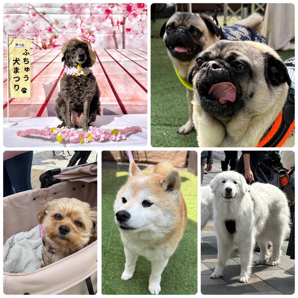 FuchuTerrace's tweet photo. 沢山のワンちゃんが来てくれたよ！
第３回ふちゅう犬まつり🐶
テラス席ペット🆗なカフェ
#府中けやきテラス
#ペットとお出かけ
#��中
#大國魂神社 前 https://t.co/vxtHOJoJhr