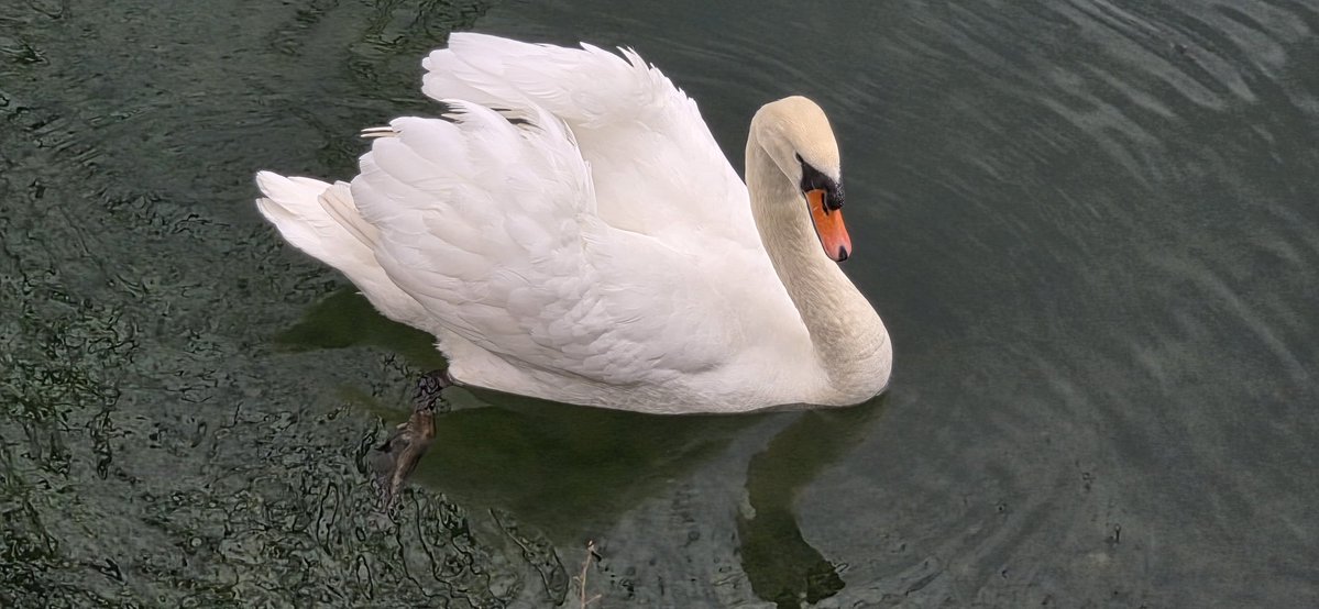 Janez Pogorelec tweet media