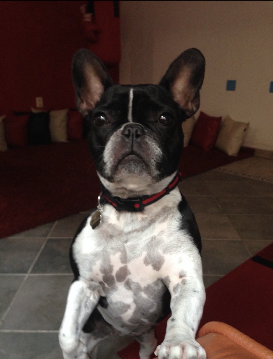 Excelente domingo a todos, todas y todes!!!! 

atte: Mía. 🐾❤️