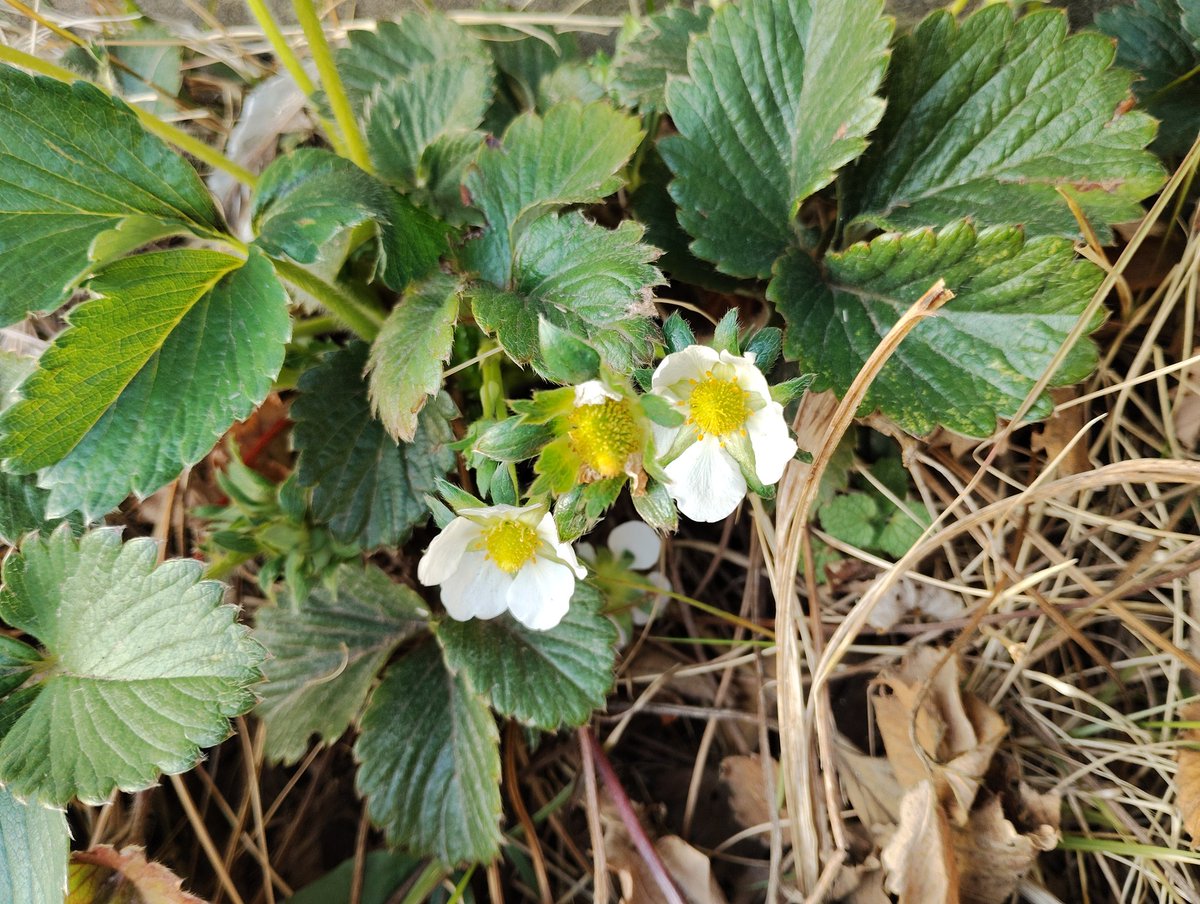 コロロ tweet media