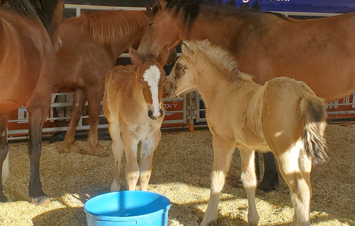 Amy Lawrence tweet media