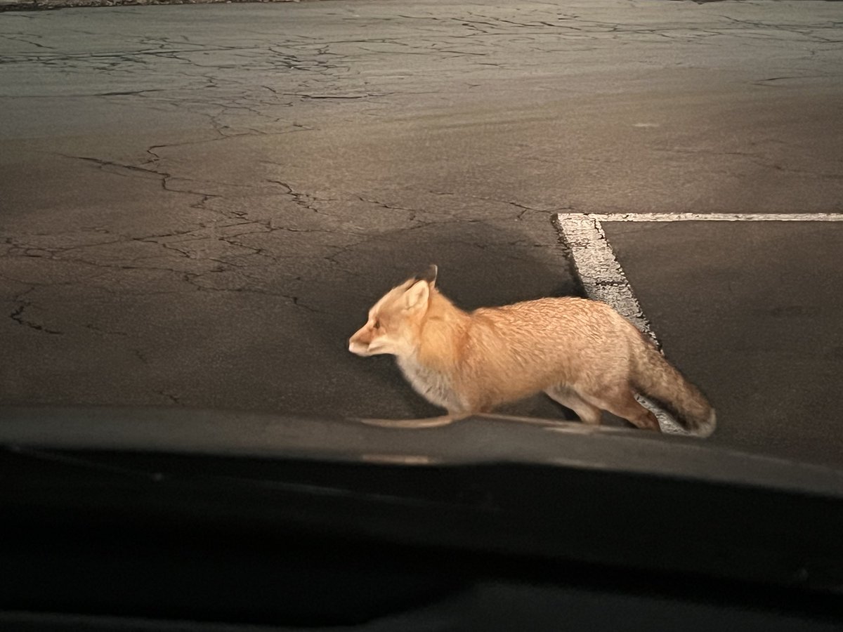 Tomohiro M. NAKAYAMA tweet media