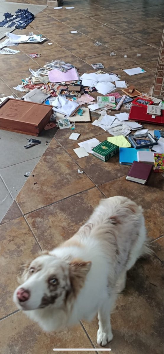 Flash80s90s's tweet photo. A cara de quem sabe que fez merd@.
Não tenho palavras pra descrever o tamanho da raiva que fiquei. O monstrinho destruiu todas as fotos da família.

Papo sério agora:
Amo animais. Amo muito meus gatos e meu cachorro. E é por isso que tenho propriedade pra falar.

Criar animais não é pra qualquer um. É bem verdade que eles são lindos e fofos, só têm amor no coração e são seres puros que preenchem o vazio da alma. Puta verdade! Mas engana-se quem pensa que é só isso. Não se trata só desse romantismo todo que as pessoas gostam de pintar.

Vamos para o lado ruim:
Eles destroem as coisas, e muito.
Eles gostam de sujeira. Por mais que você limpe, eles vão dar um jeito de sujar de novo e mais. Eles fazem cocô e xixi em qualquer lugar: no sofá, no tapete, em cima da mesa… é só você não estar por perto que eles vão aprontar alguma coisa.
E não adianta um ou outro vir dizer: “Ah o meu Fulaninho não faz essas coisas!” Parabéns, você tem uma exceção. O normal é eles serem caóticos.

Então, a não ser que você seja uma pessoa que entende que essas situações vão acontecer e que eles só estão fazendo isso pra chamar sua atenção porque acham que você gosta mais das coisas do que deles, NÃO tenha bichos. Porque por mais que a gente saiba e entenda que essas coisas acontecem, precisa de muito amor e resiliência pra não surtar e descontar neles. E é por isso que acontecem tantos maus tratos e abandonos.

Enfim… só um desabafo.
Continuo amando muito meus bichos, e ainda amo esse monstrinho aí, mas nesse momento ainda estou muito 🤬.