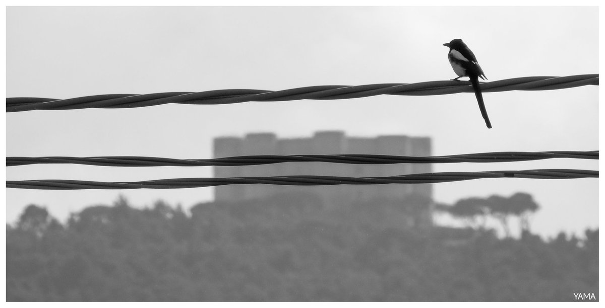 Yama 山 tweet media