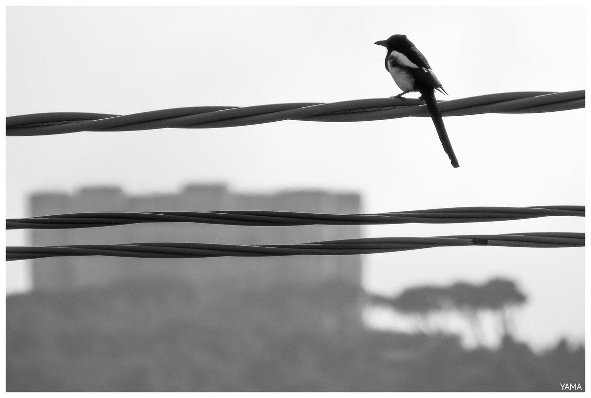 Yama 山 tweet media