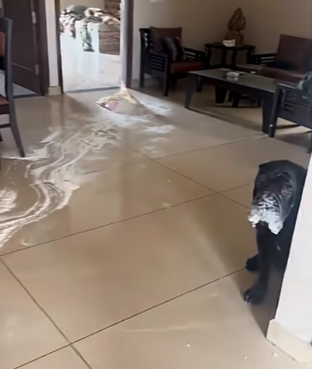 Colonel, USAF, Retired, PsyD tweet media