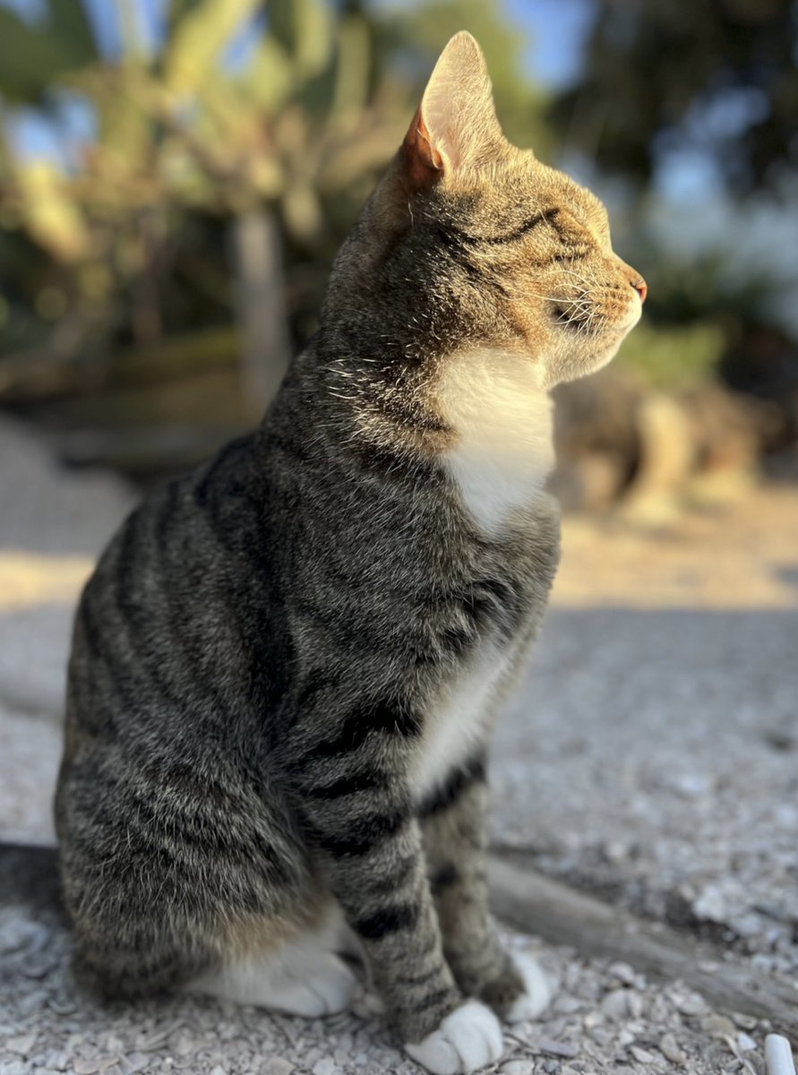 iCandi,Bungee, Sox & Coco 🌈Tygerpoo 🇿🇦 tweet media