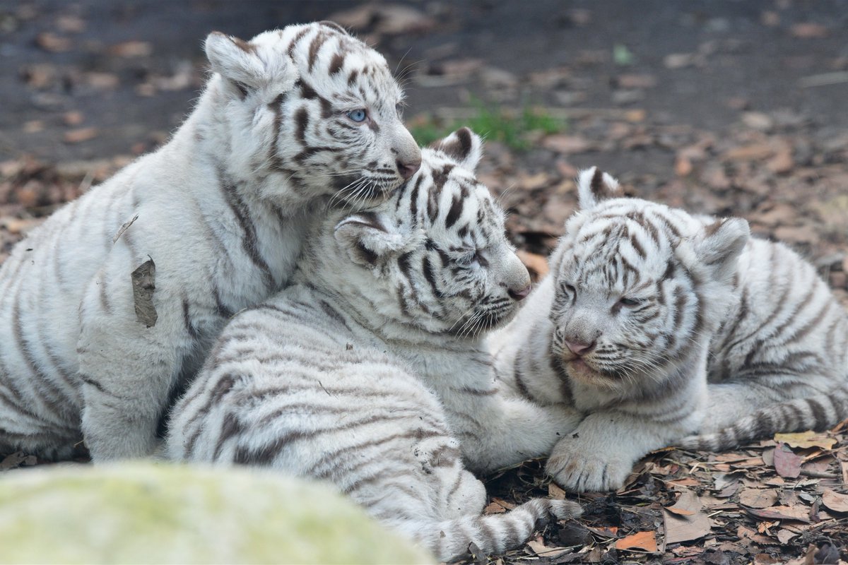 空白寺 tweet media