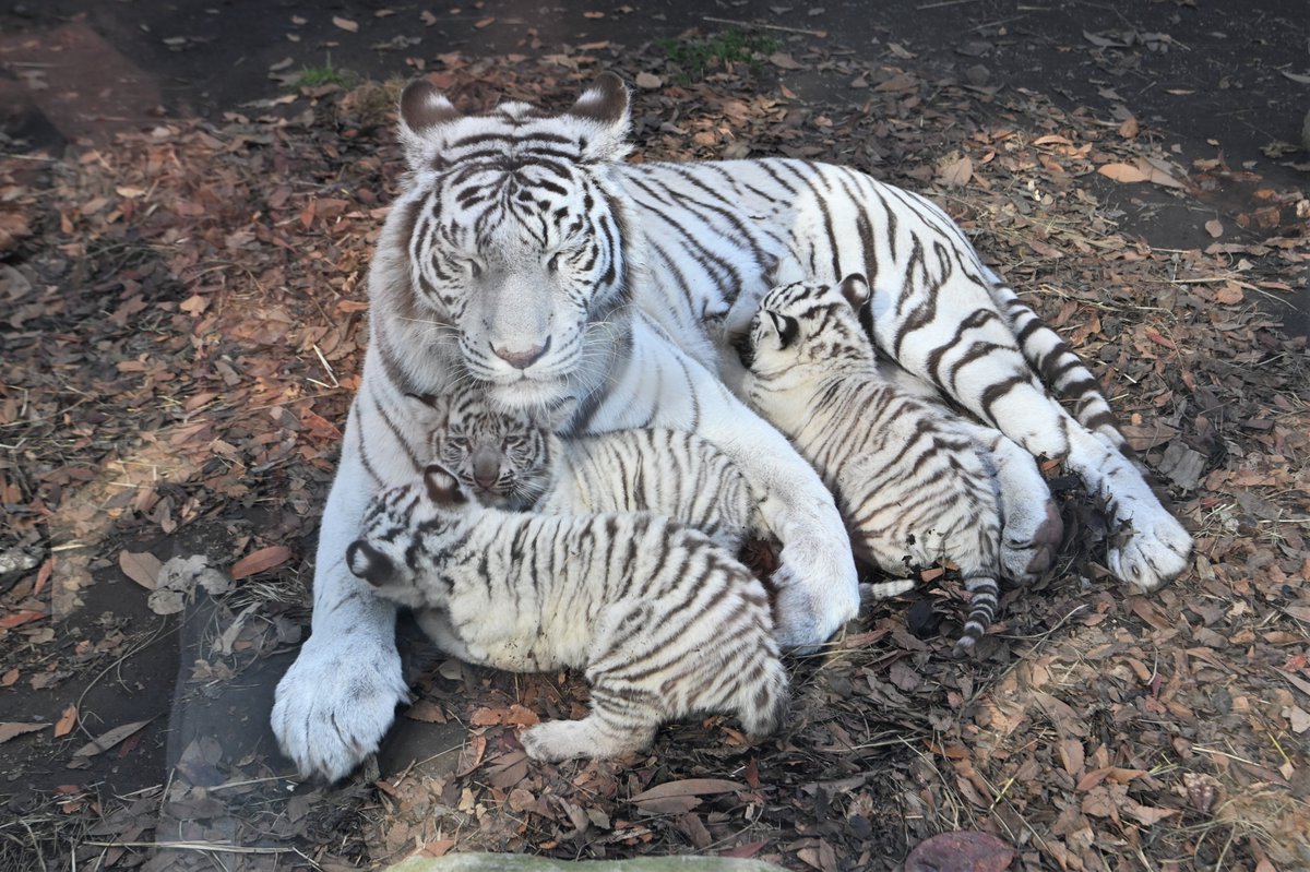 空白寺 tweet media