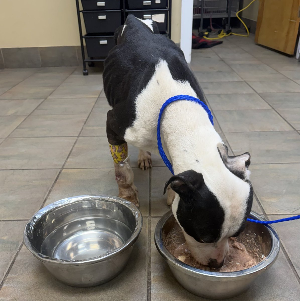 Lola Patolla tweet media