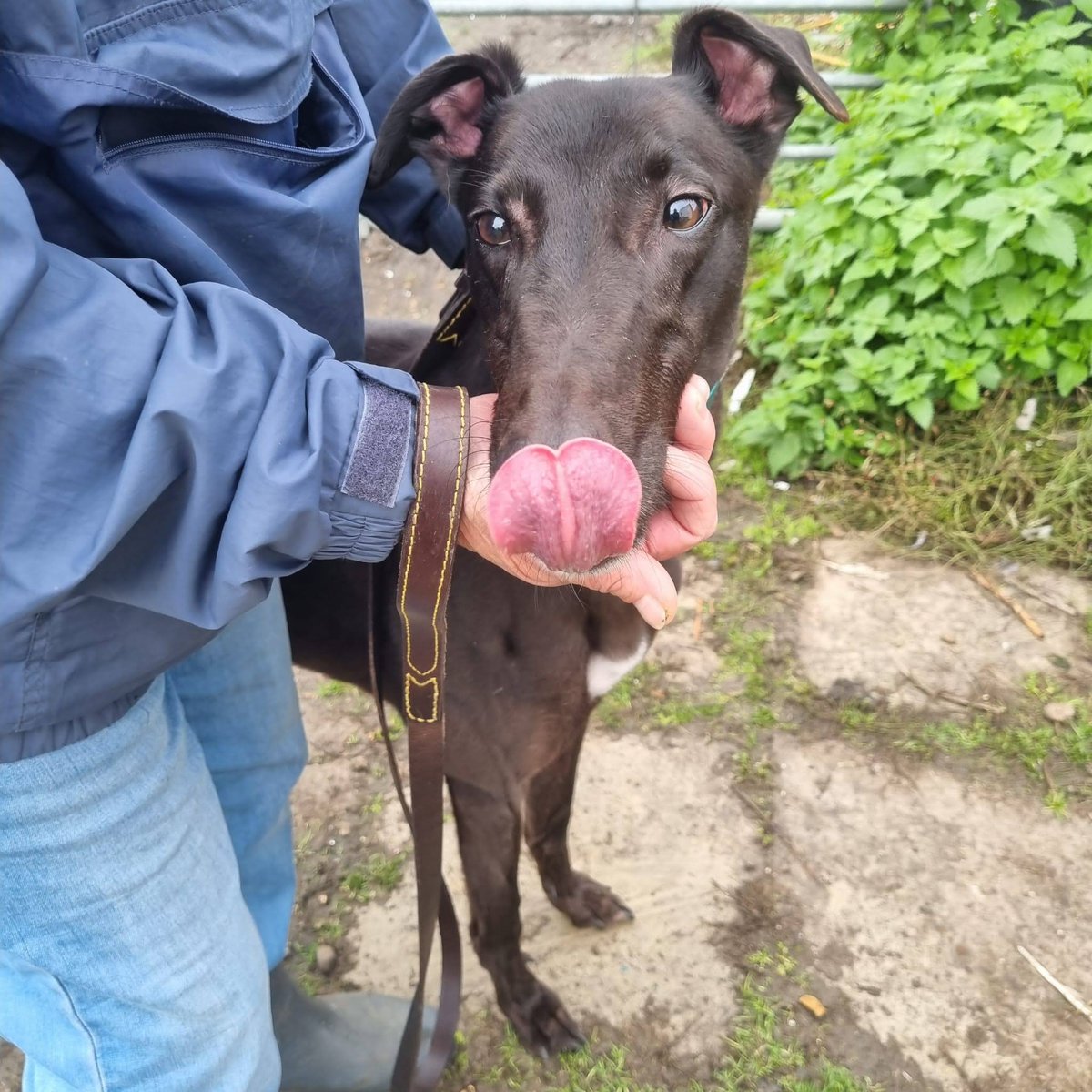 ✨ Spotlight Sunday: Meet Champ!✨

Currently waiting at Dunton Greyhound Rehoming, this sweet soul thrives on human connection and will reward your kindness with unwavering loyalty and the softest, sweetest snuggles.

View his profile here: tinyurl.com/2mmccv4y