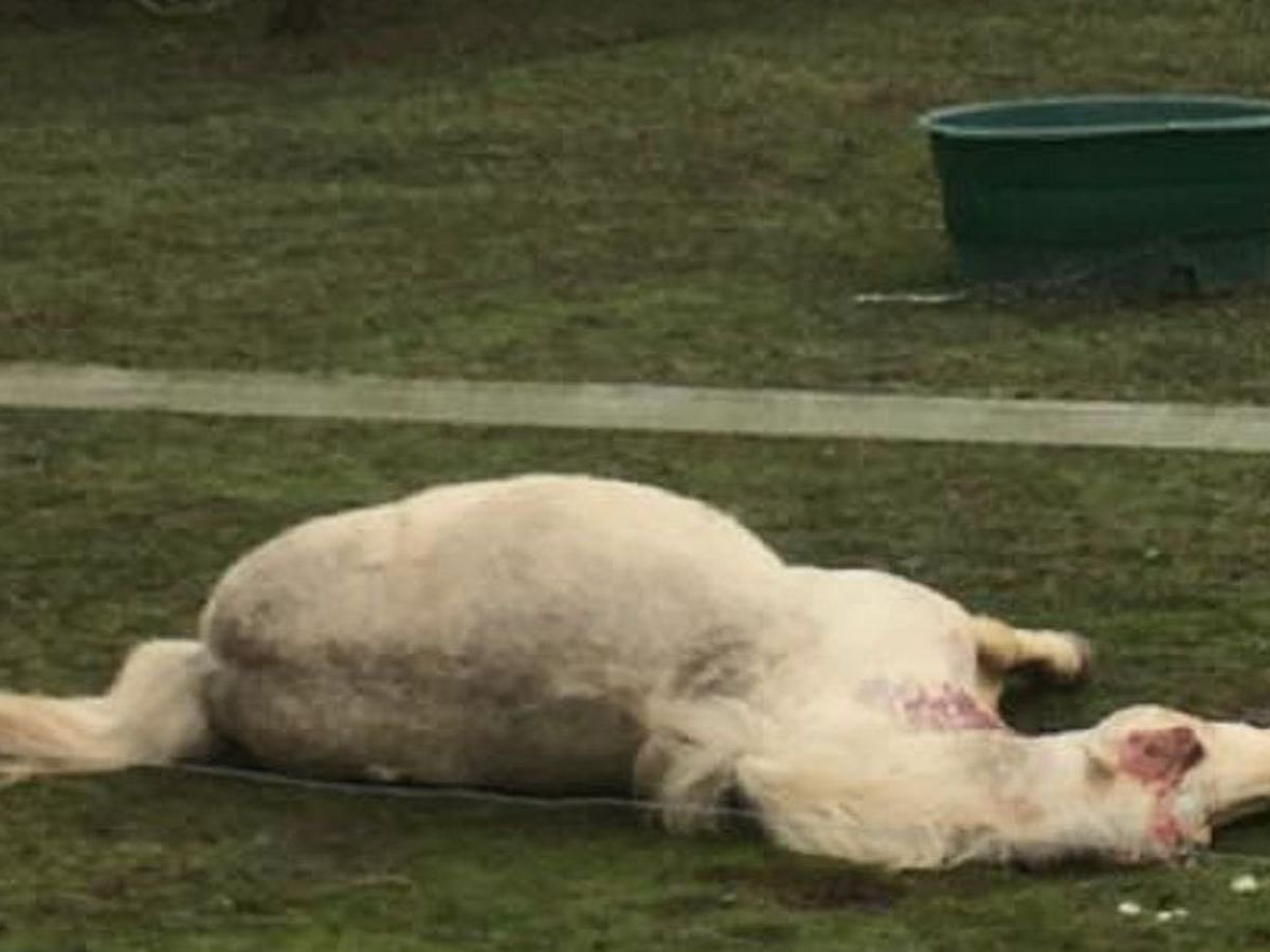 Le Letchi 🌋 tweet media