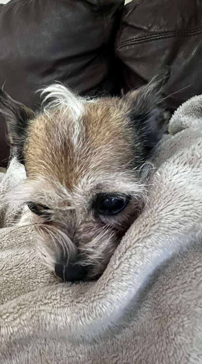 Chica the chihuahua and crew tweet media