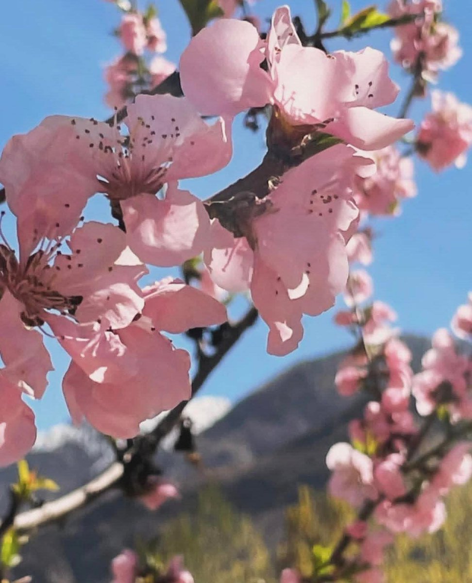 The_North_Blood's tweet image. Navroz in Hunza and Nagar Valley is where culture, nature, and new beginnings meet in the heart of the Karakoram—“Every Navroz is a reminder that life, like these mountains, always finds a way to begin again.” 

The victory of light over darkness 🌸

#Navroz #Eid #Karakoram