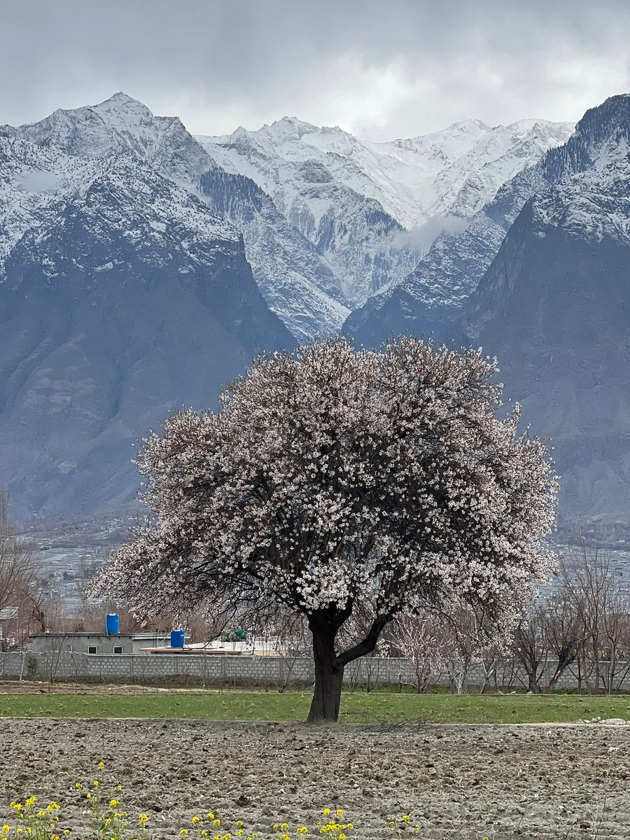 The_North_Blood's tweet image. Navroz in Hunza and Nagar Valley is where culture, nature, and new beginnings meet in the heart of the Karakoram—“Every Navroz is a reminder that life, like these mountains, always finds a way to begin again.” 

The victory of light over darkness 🌸

#Navroz #Eid #Karakoram