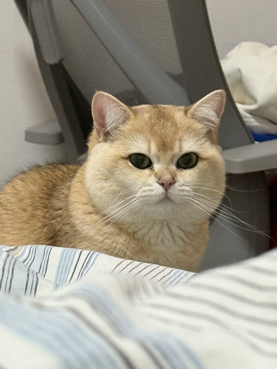 Candice_cc tweet media