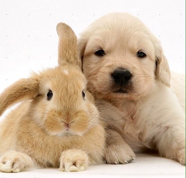 Cutiewithpp — 🐶! (rest) tweet media