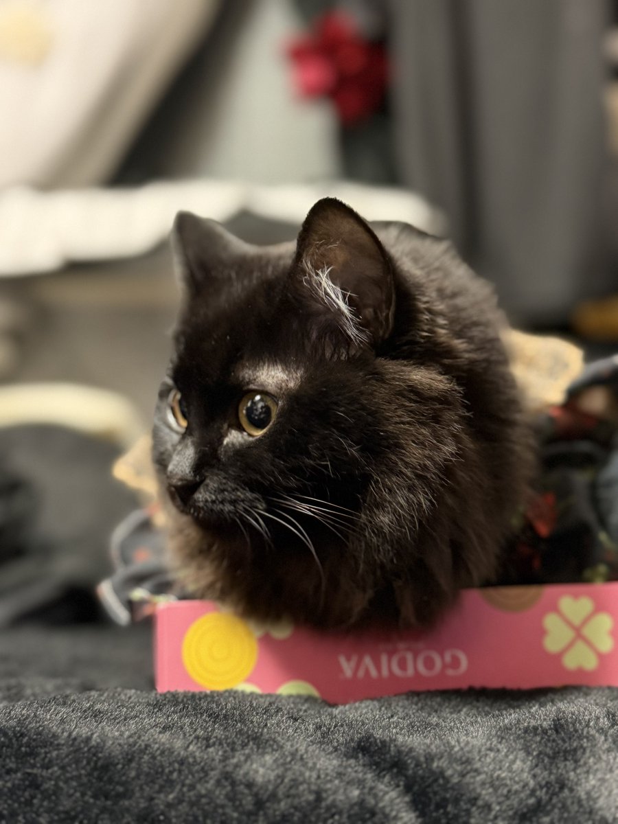 🌹ItsuKingDom🏰　伊月ゆい / ゐ薔薇乃猫月ユイン tweet media