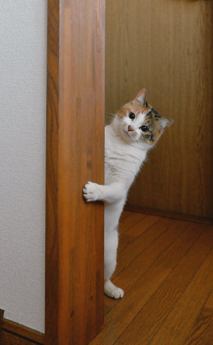 自律×断食で再起する40代｜大人のリセット録 tweet media