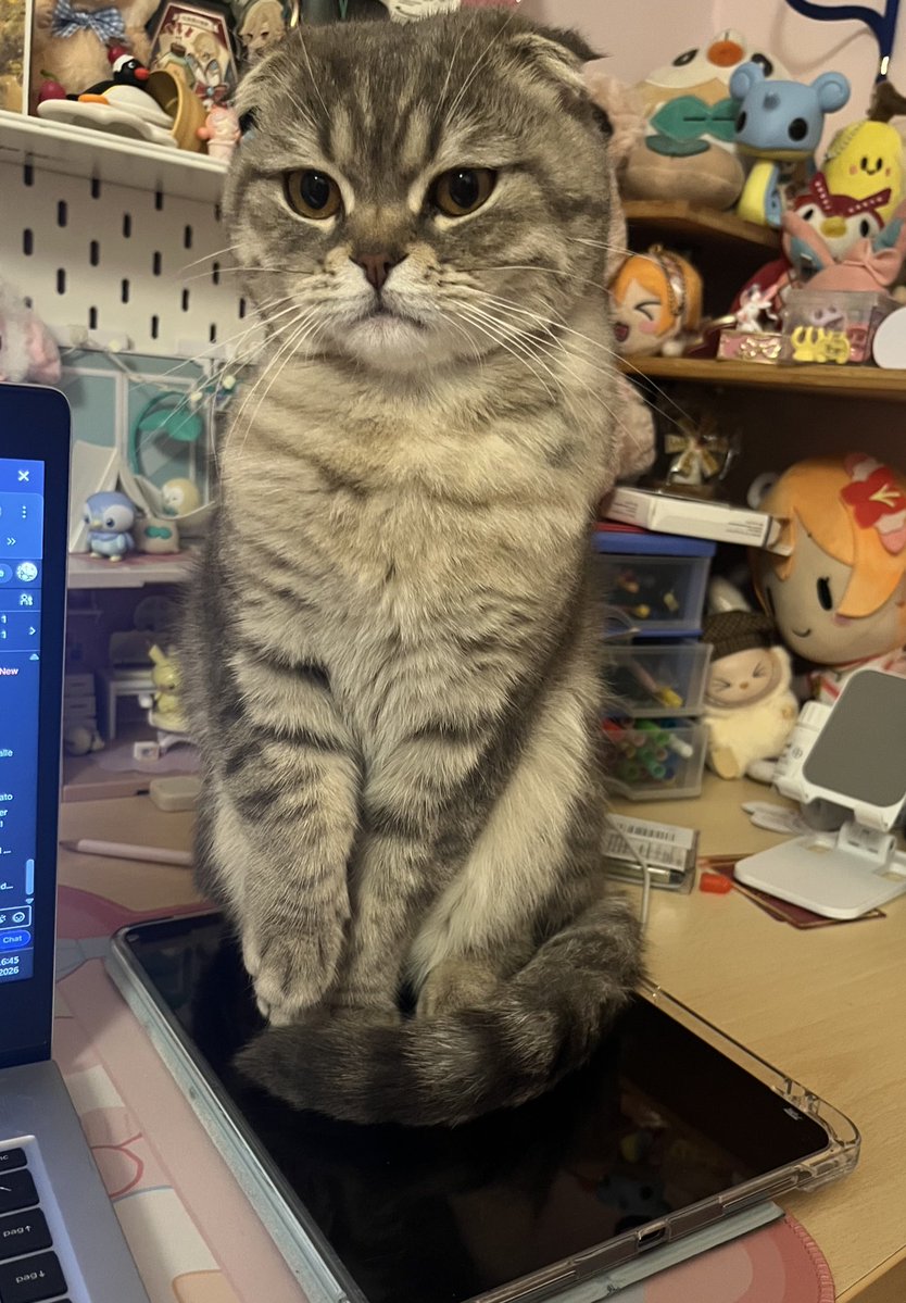 chamomie ೀ tweet media