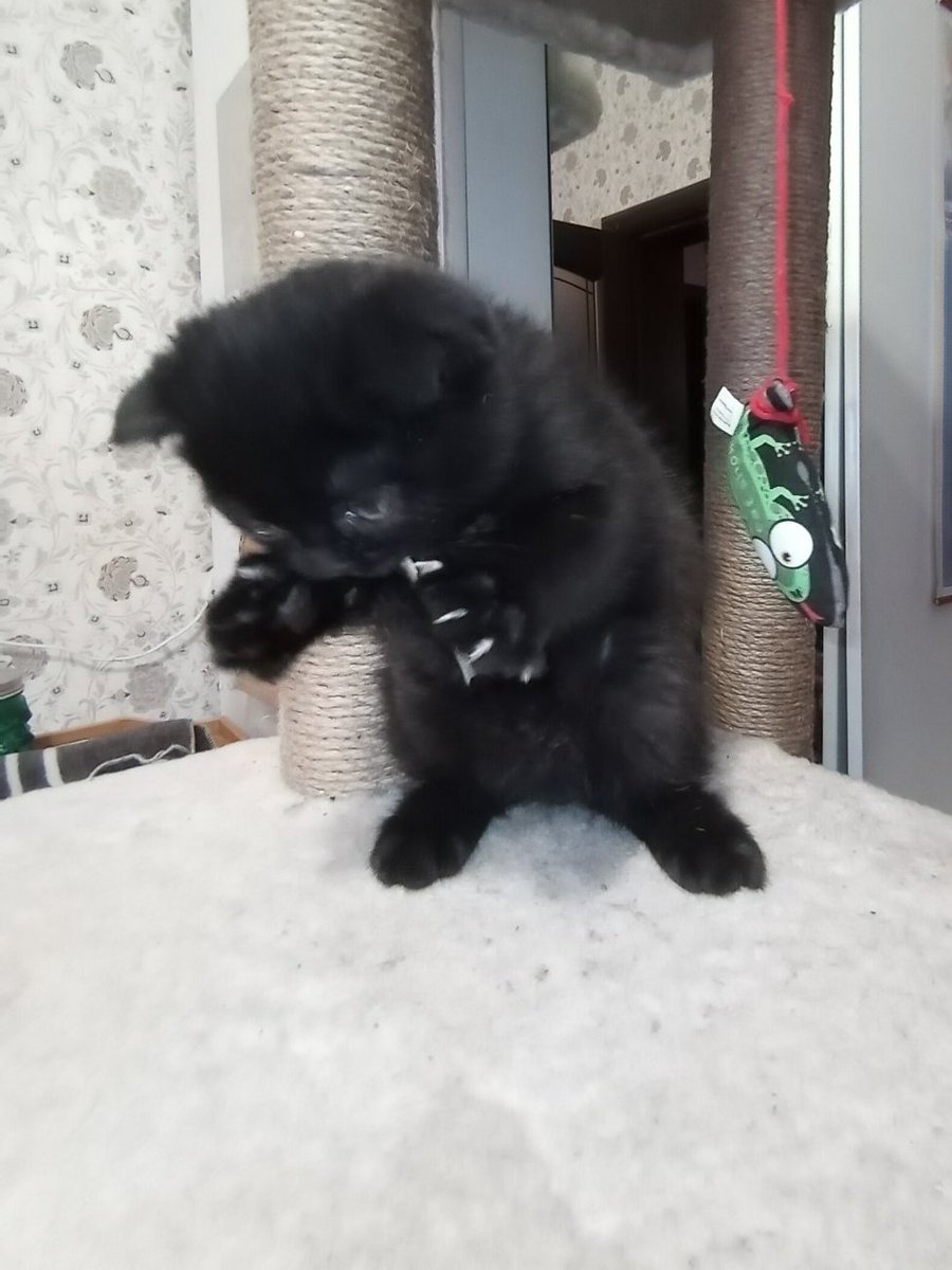 Кот Шурик из Беловежской пущи и его большая семья tweet media