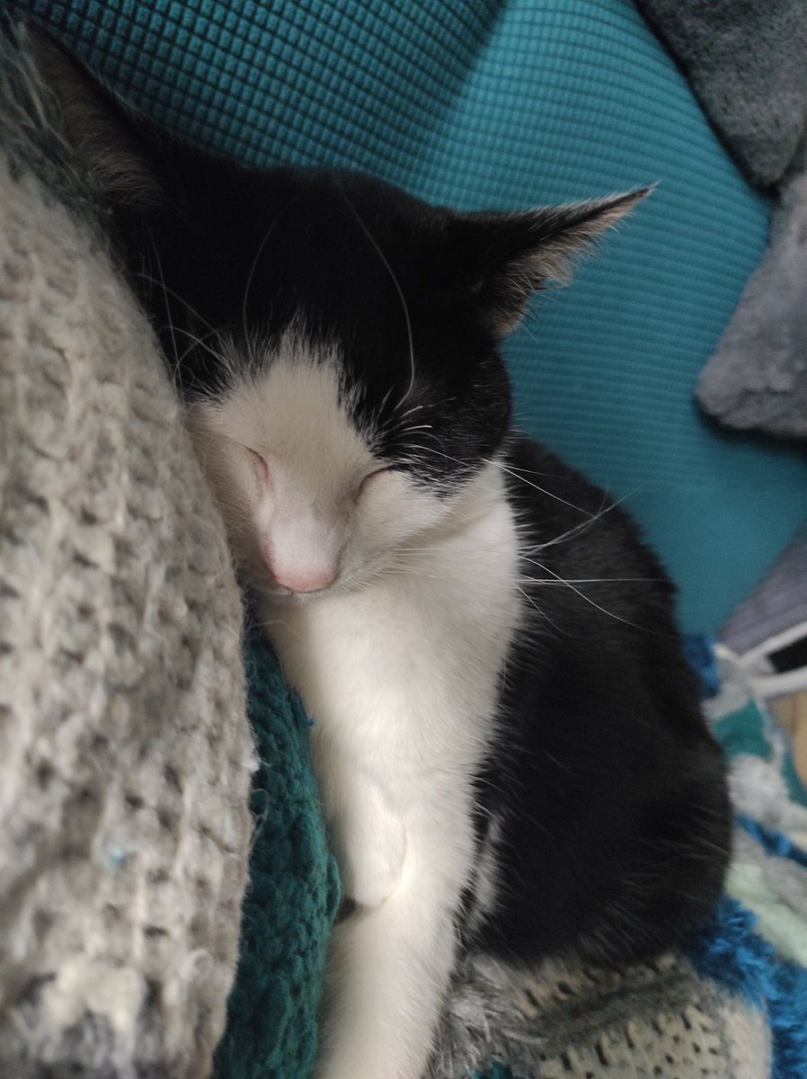 Rockkitties tweet media