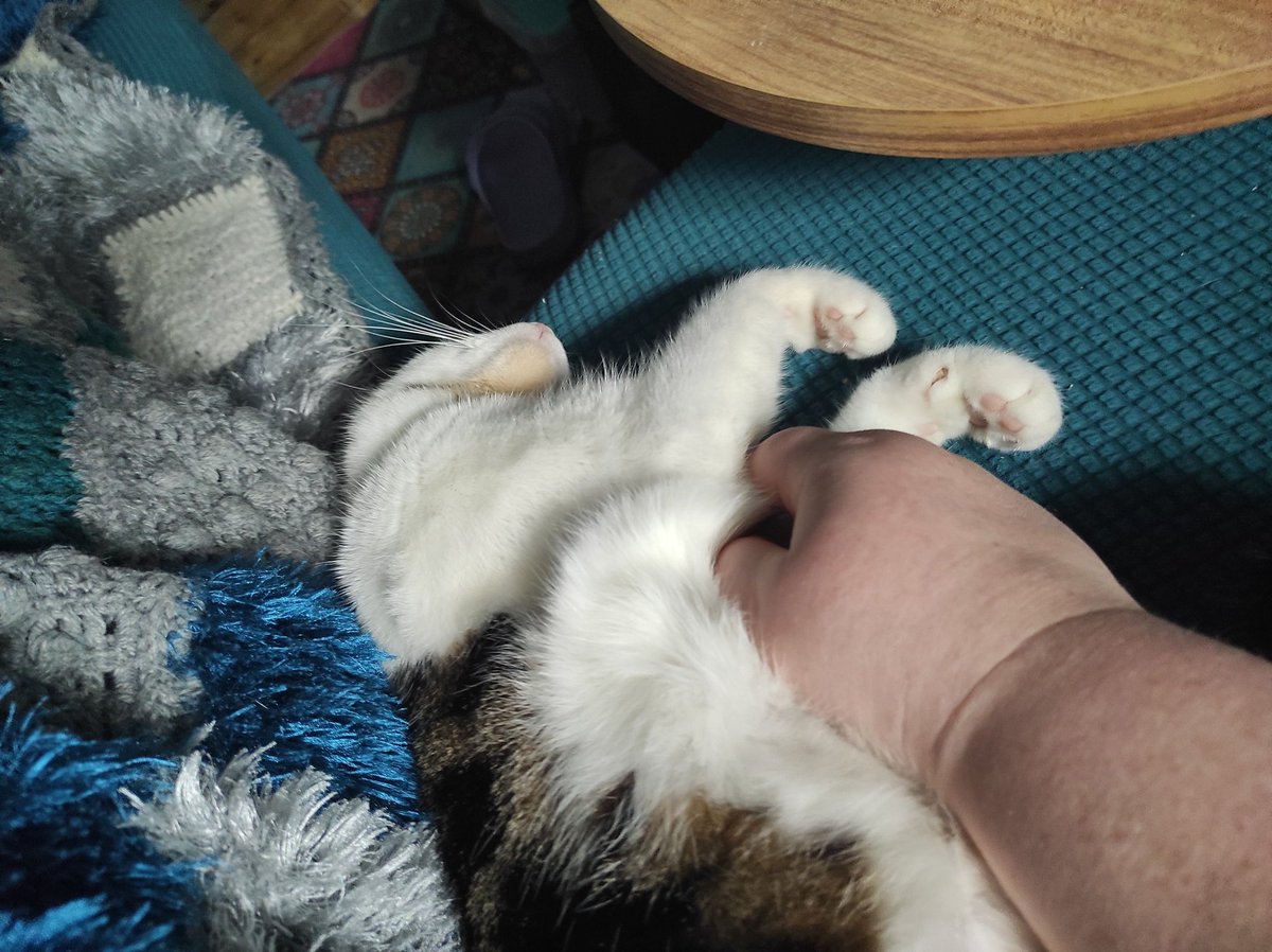 Rockkitties tweet media