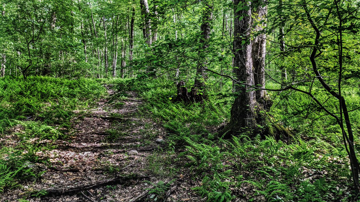 GSteffanos's tweet image. August 17, 1983: The AT finally turned off the roads and passed through forests of pine, hemlock, and hardwoods on its way to Upper Goose Pond.

#backpacking #hiking #outdoors #landscapephotography #Massachusetts #nature #forest #mountains #AppalachianTrail