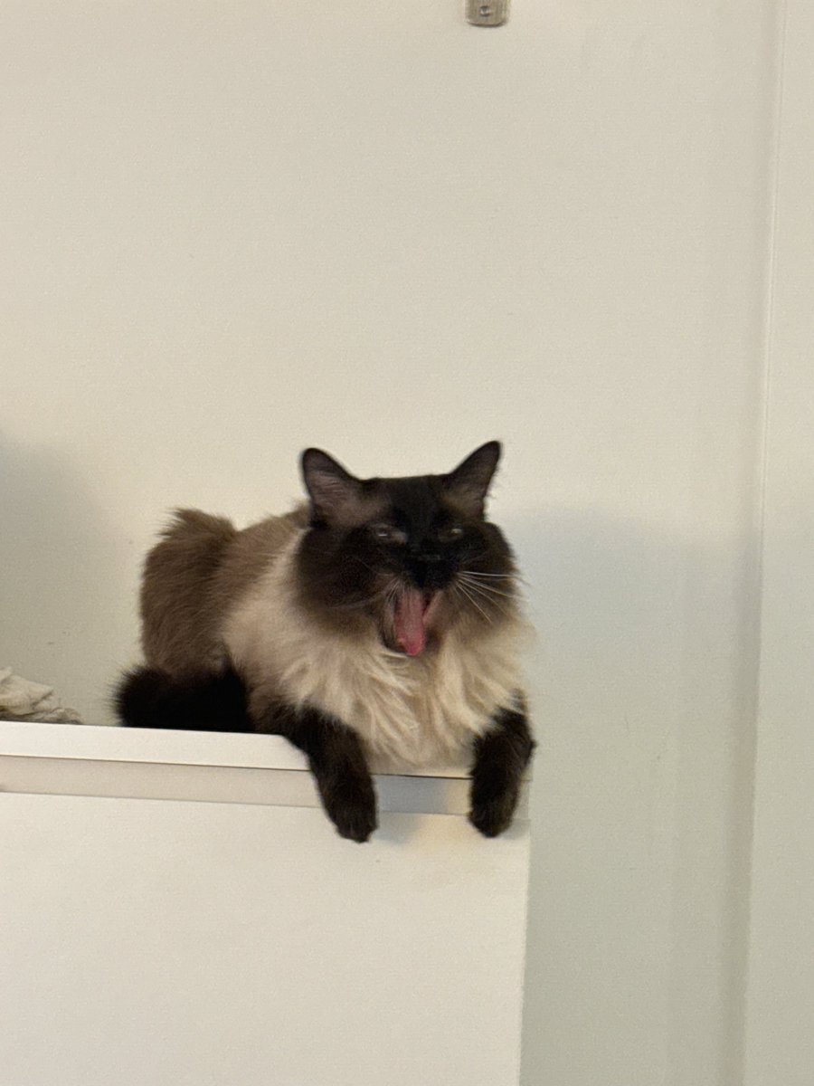 Blonded.➰ Wadada 🦅 tweet media