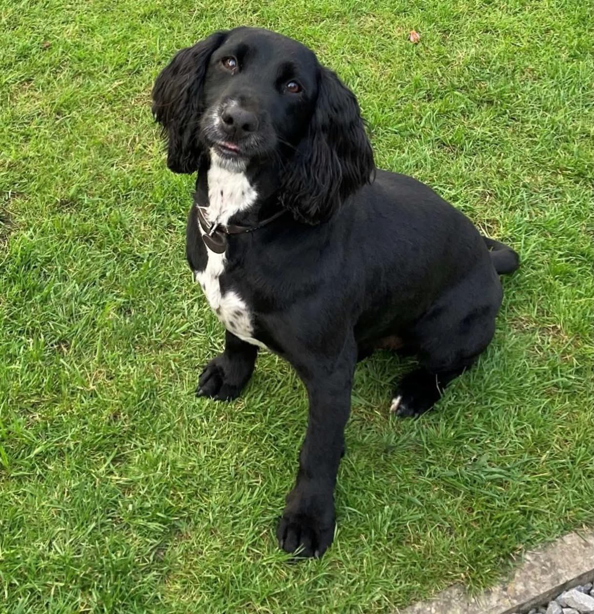 spaniel alert tweet media