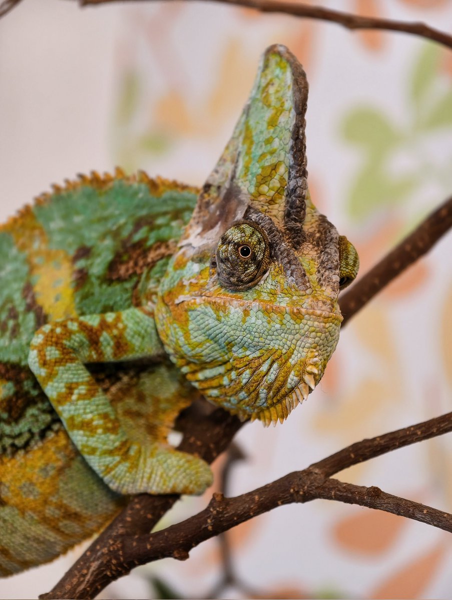 Radim Fichtner🦎 tweet media