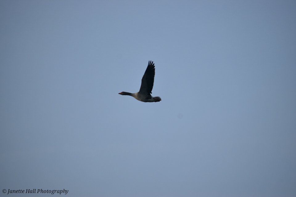 Janette Hall86 tweet media