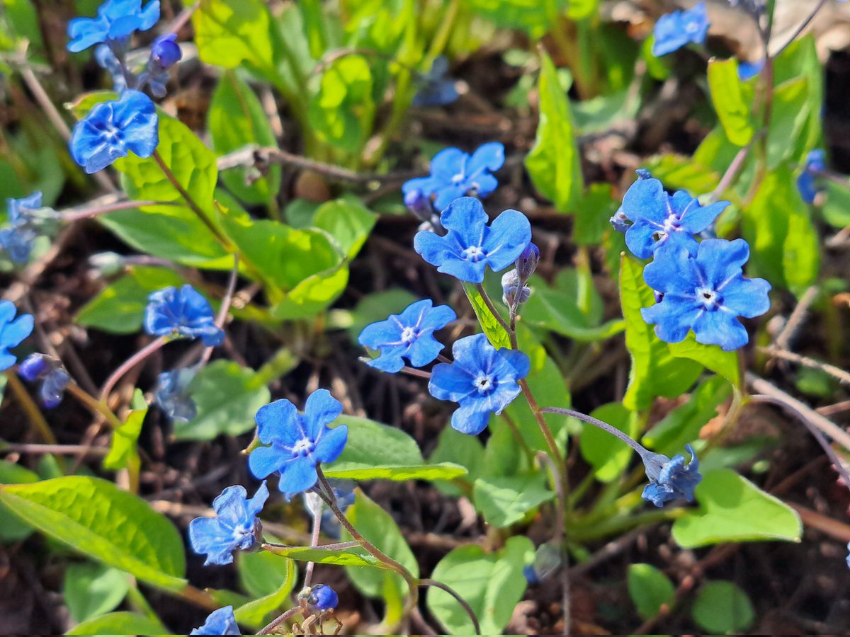 Stadtwurzel tweet media