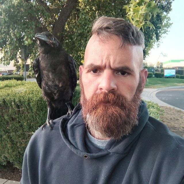 THE RAVEN CALLS ME

(Pictured is a wild raven, not a pet.)

Since childhood, the raven and I have had an intimate relationship. They would sit on my window to caw and follow me around; my own mother nicknamed them "my birds."

Growing up as a child in Christianity and being