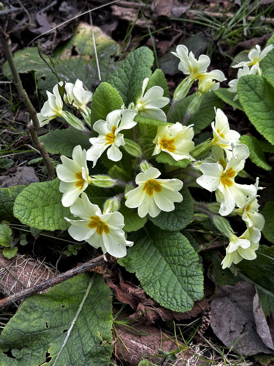 Henry Bolton OBE 🇬🇧 tweet media