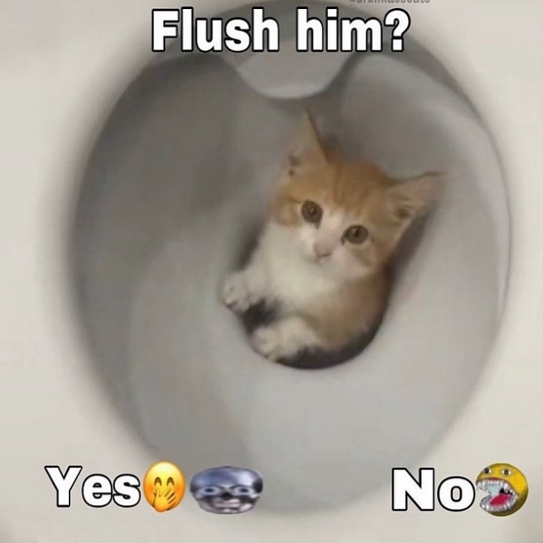 Punch Cat tweet media