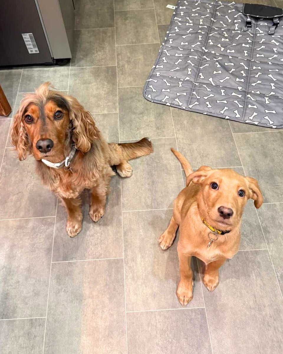 Dogs Trust 💛🐶 tweet media